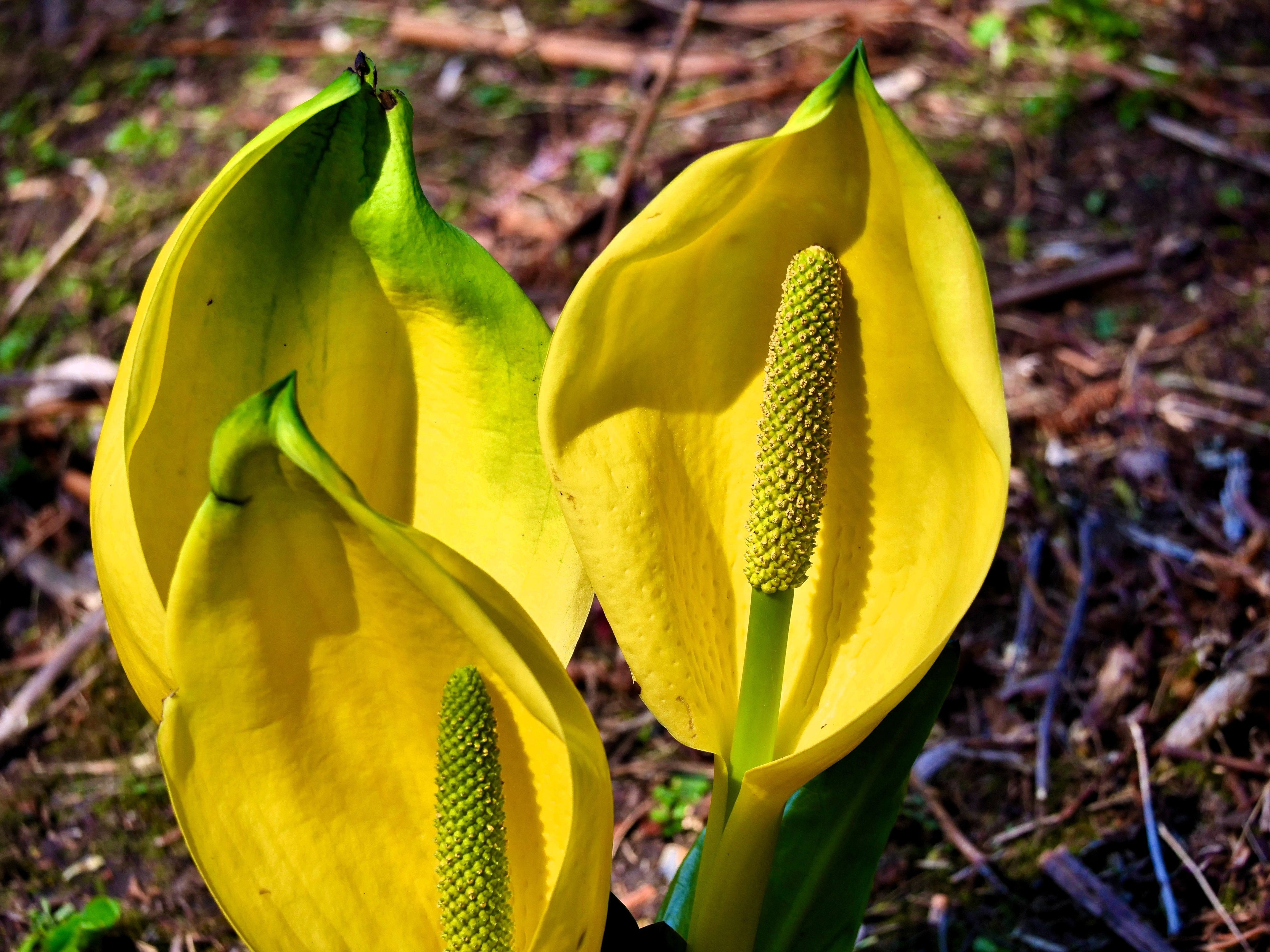 10 Yellow SWAMP LANTERN Moist Lysichiton Americanus Skunk Cabbage Flower Seeds