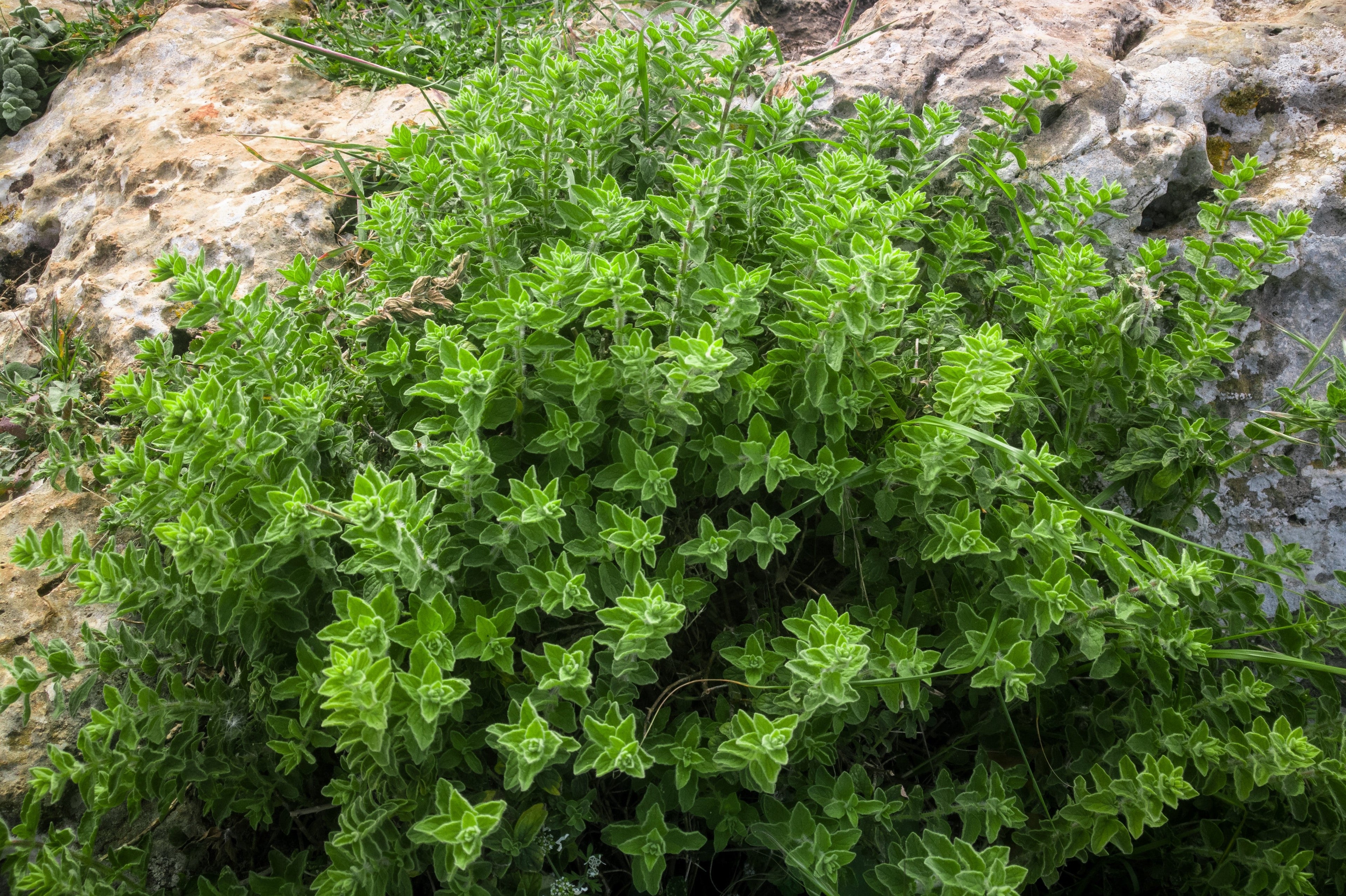 500 GREEK OREGANO Italian / Winter Marjoram Origanum Vulgare Hirtum Herb Seeds