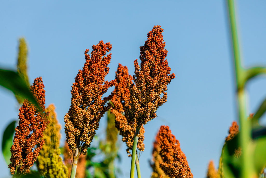1 Lb BULK HONEY DRIP SORGHUM Bicolor Honey Drop Syrup Grain Vegetable Pound 22,400 Seeds