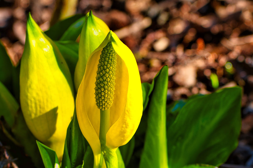 10 Yellow SWAMP LANTERN Moist Lysichiton Americanus Skunk Cabbage Flower Seeds
