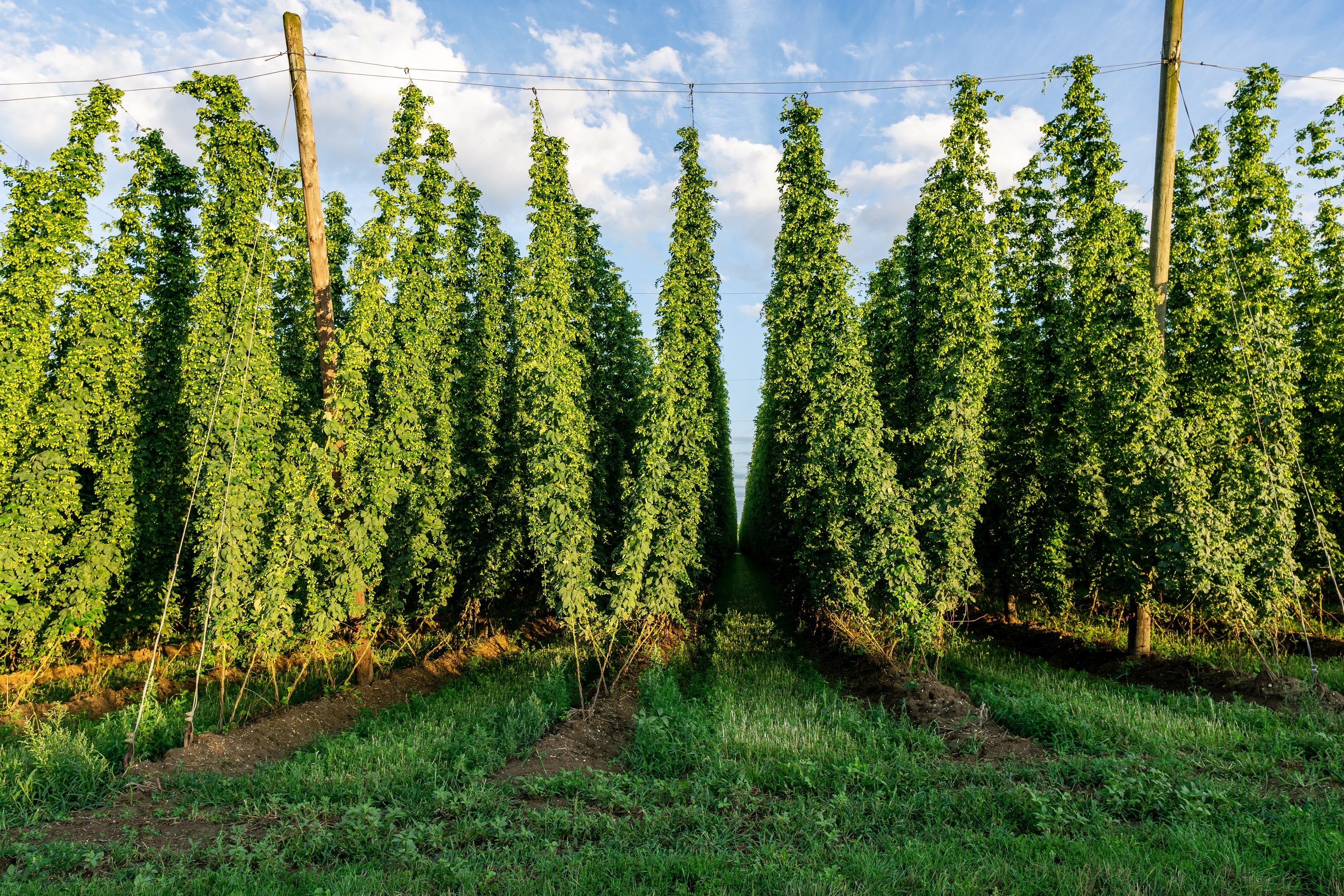 25 COMMON HOPS European Humulus Lupulus Vine Seeds Beer Making Ingredient Seeds