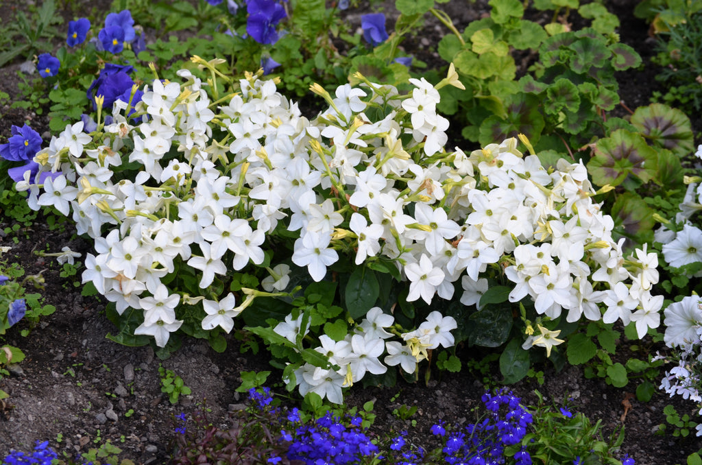 100 Organic WHITE NICOTIANA Flowering TOBACCO Nicotiana Alata Seeds