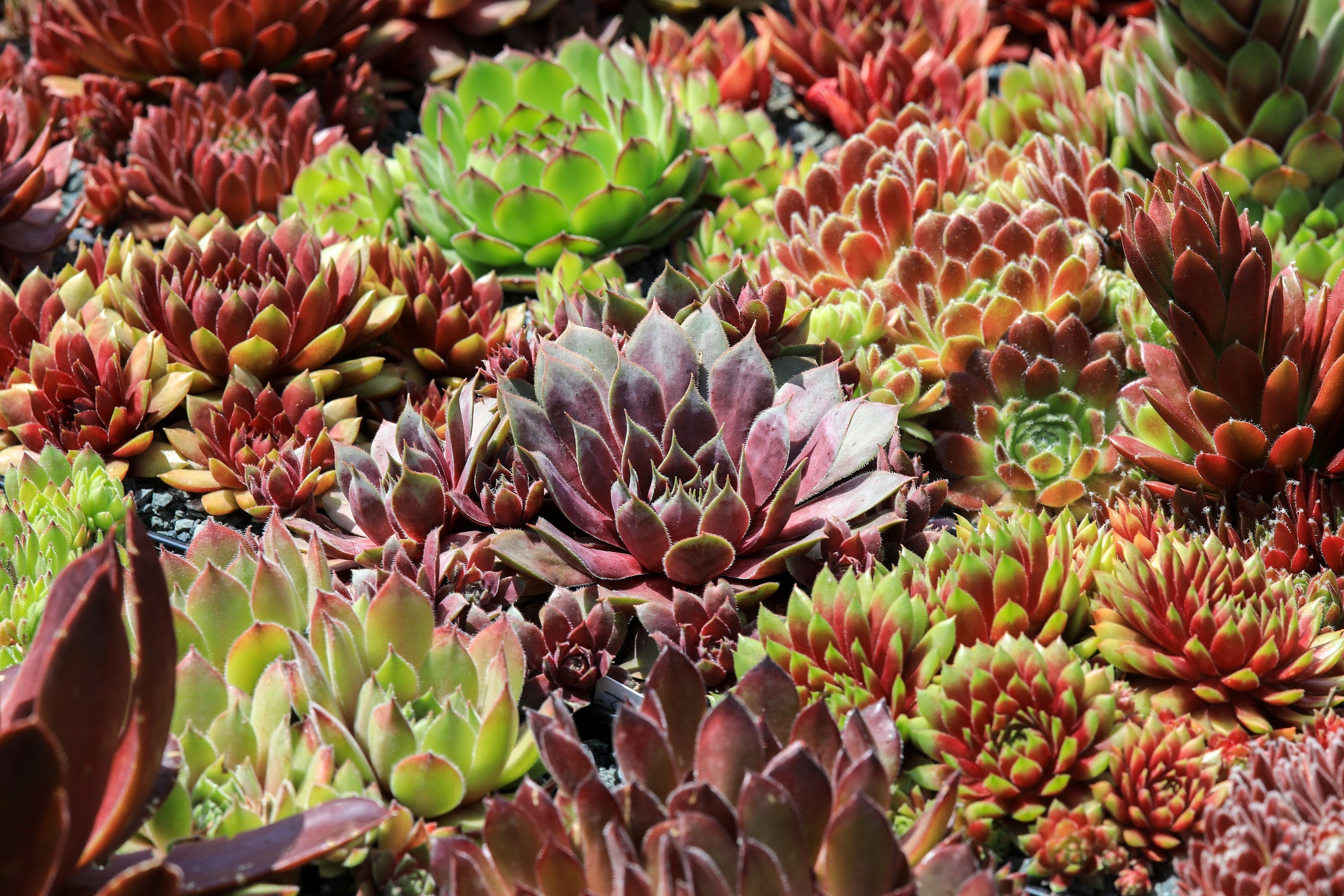 25 MIXED HENS & CHICKS Chickens Succulent (Live Forever) Sempervivum Flower Seeds