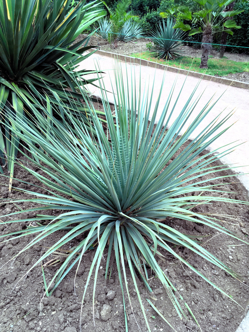 100 YUCCA (Soapweed / Soapwell / Beargrass / Great Plains Yucca) Yucca Glauca Flower Seeds