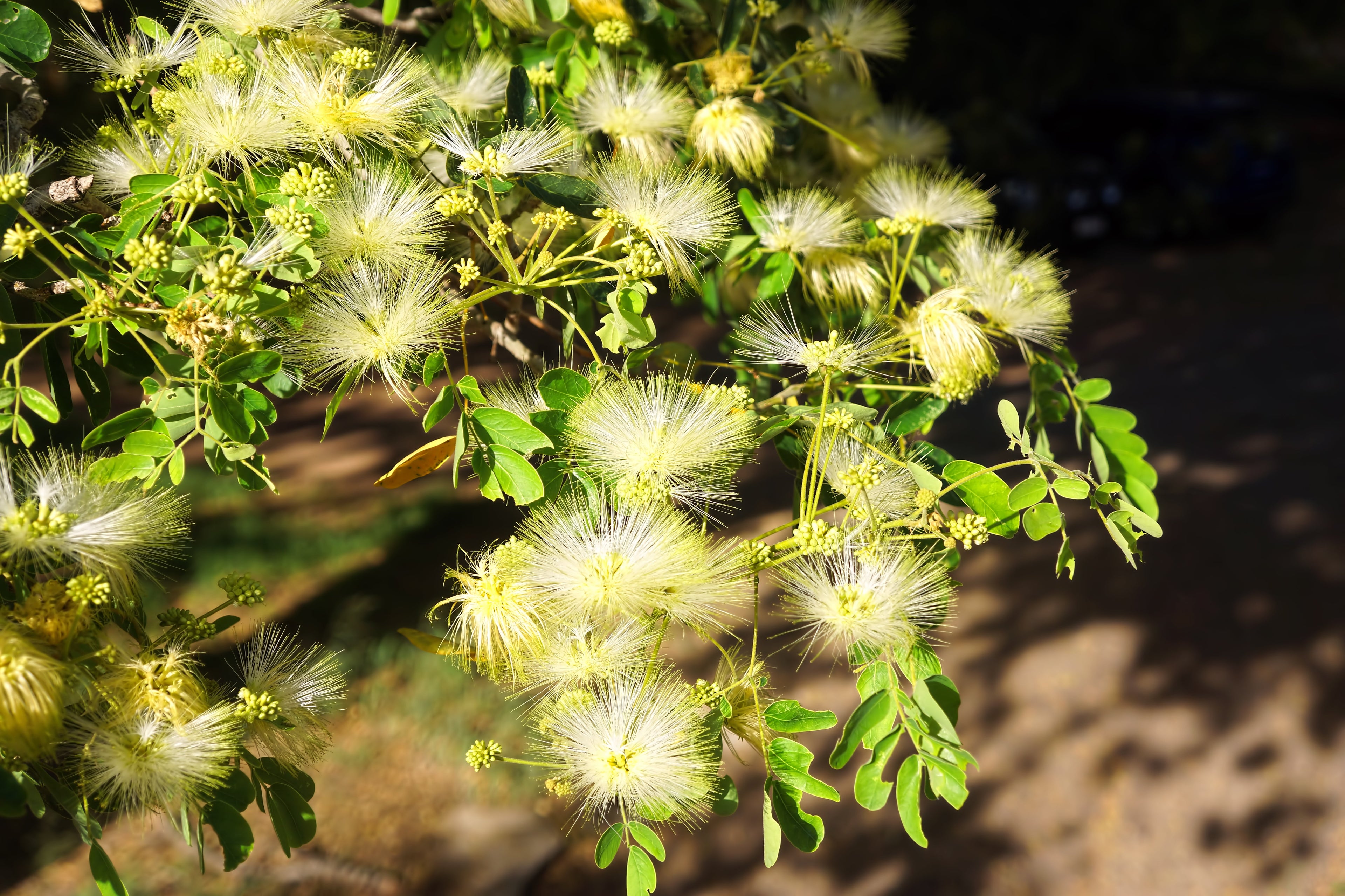 20 WOMAN'S TONGUE TREE White Mimosa Nectar Flower Albizia Lebbeck Legume Seeds