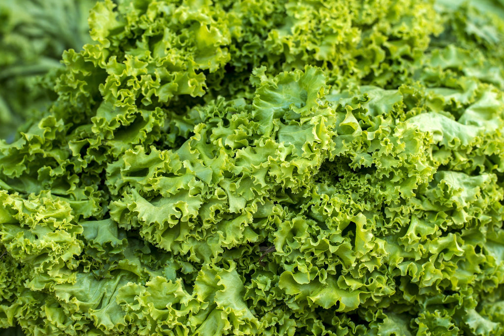 3000 Southern GIANT CURLED MUSTARD Ostrich Plume Brassica Juncea Vegetable Herb Seeds