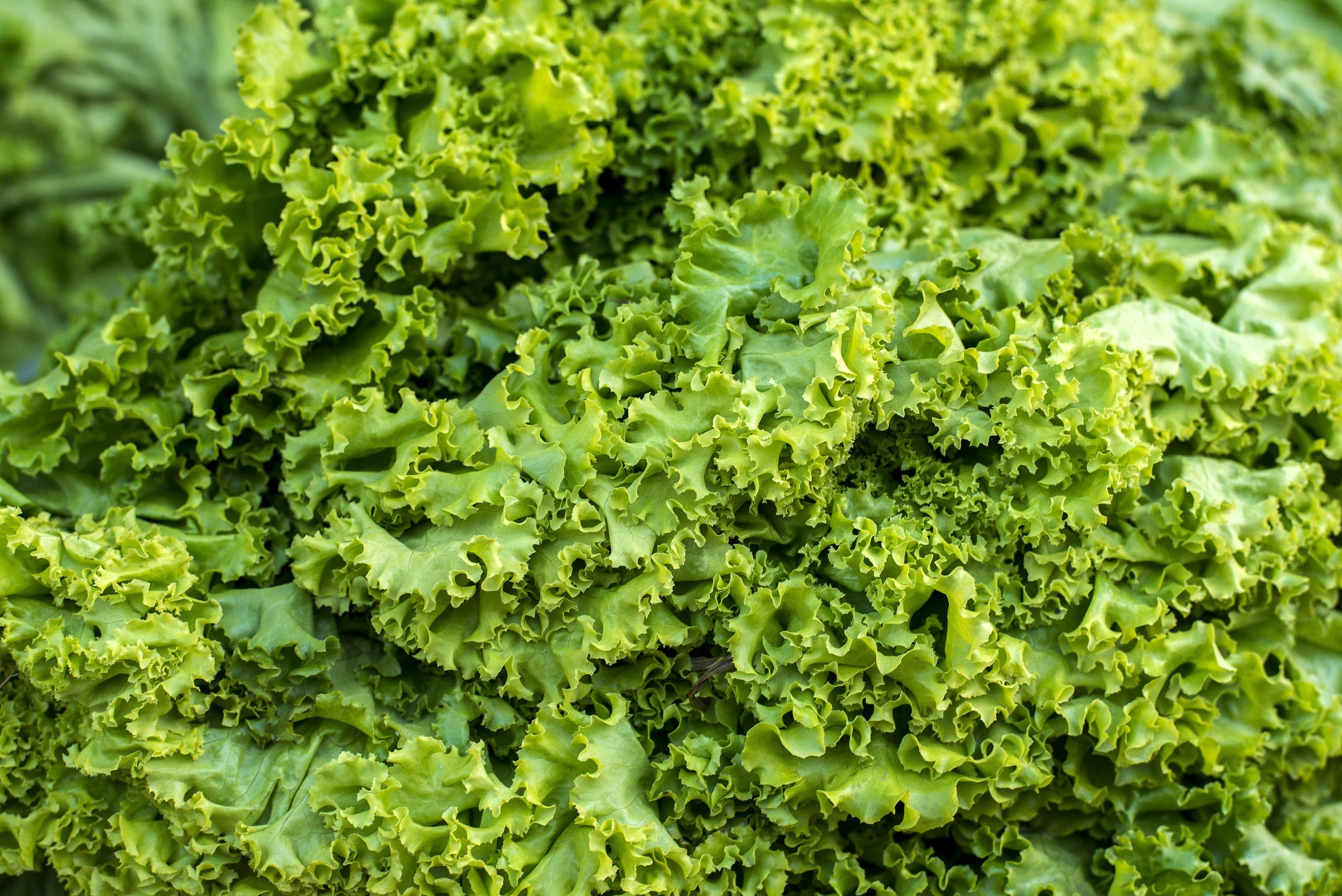 3000 Southern GIANT CURLED MUSTARD Ostrich Plume Brassica Juncea Vegetable Herb Seeds