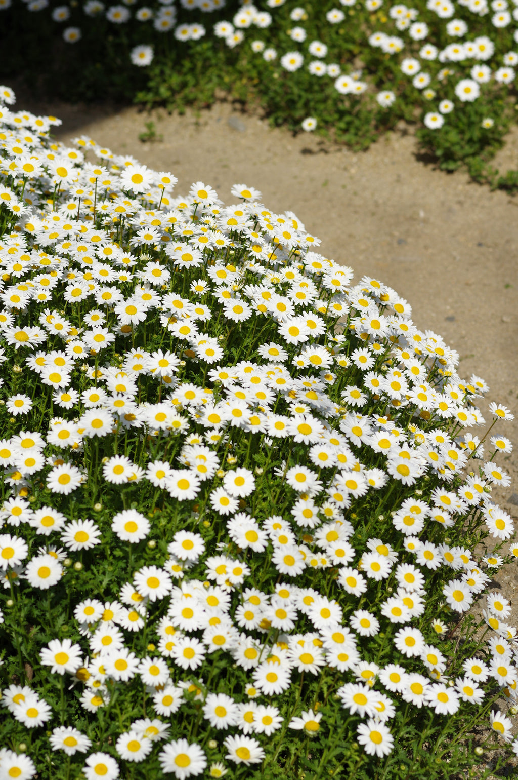 100 White DWARF CREEPING DAISY Chrysanthemum Paludosum Leucanthemum Flower Seeds