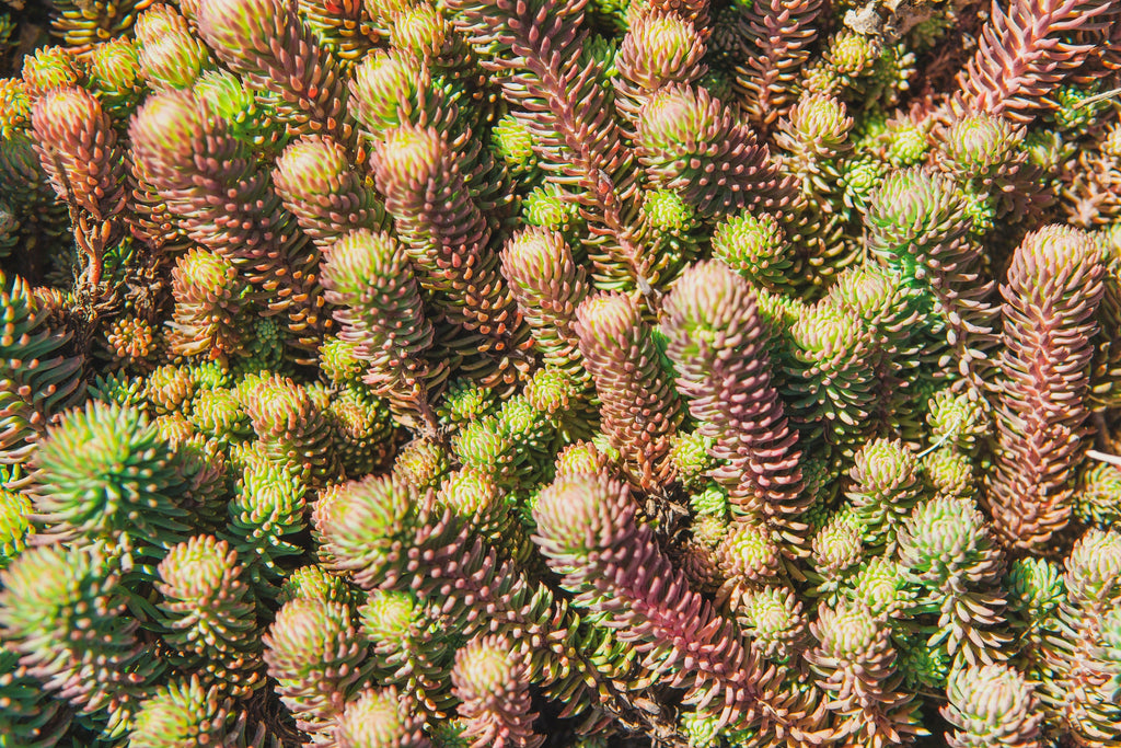 150 MIXED SEDUM Stonecrop Succulent Groundcover Red White Yellow Pink Purple Flower Seeds