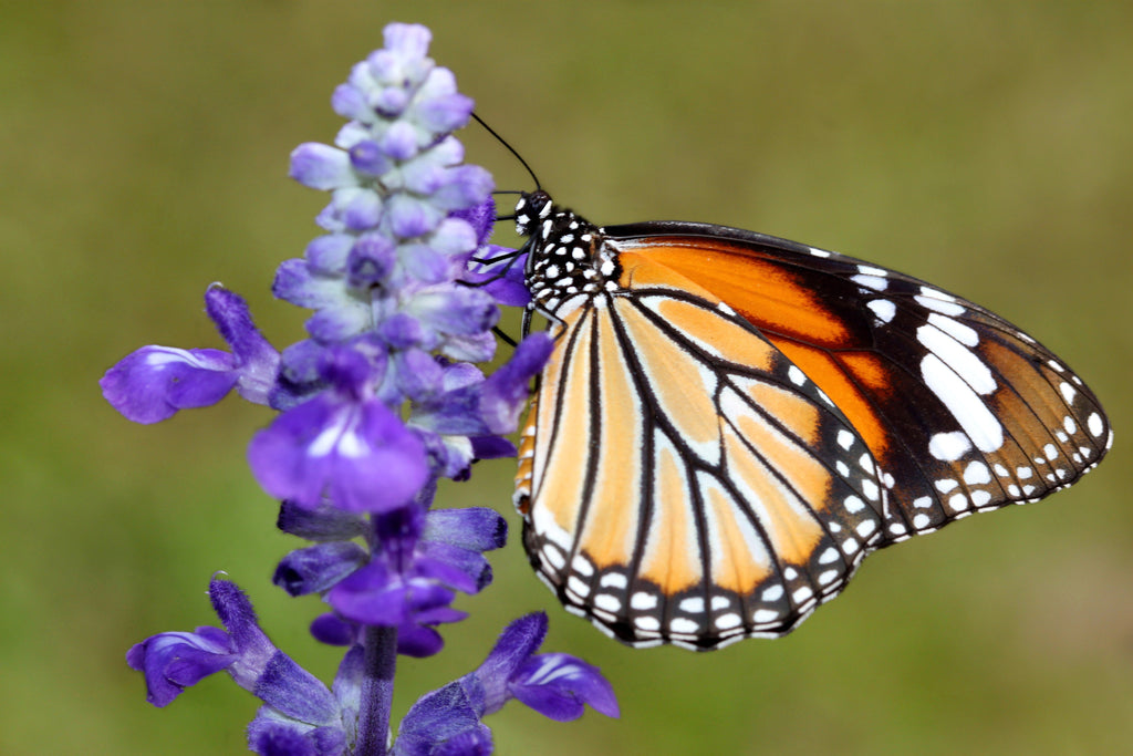 1000 TRUE BLUE HYSSOP Hyssopus Officinalis Thymus Hyssopus Herb Blue Violet Flower Seeds