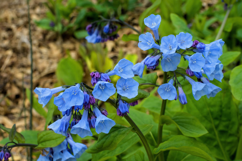 20 VIRGINIA BLUEBELLS True Blue & Pink Mertensia Virginica Flower Seeds