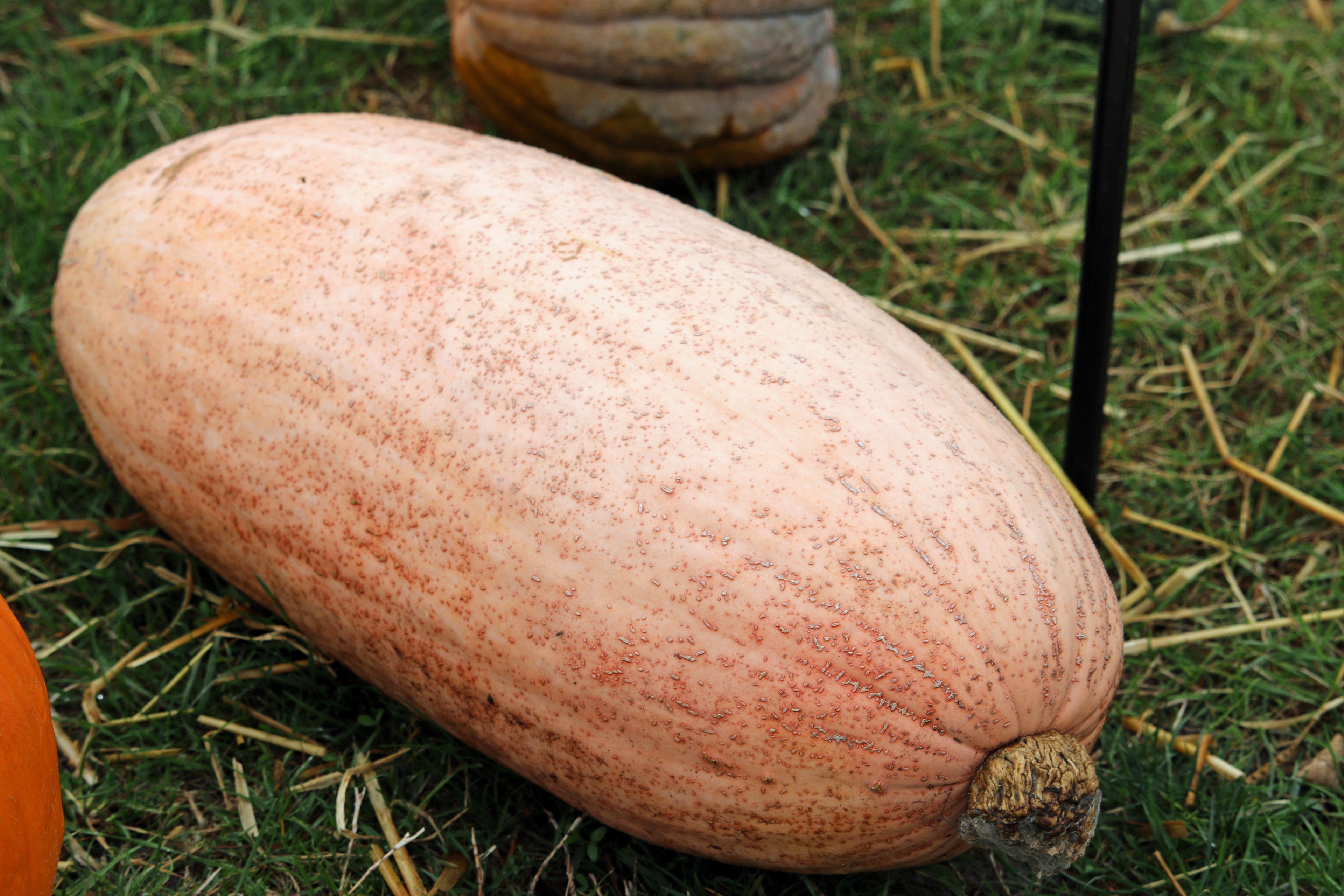 25 Jumbo PINK BANANA SQUASH Cucurbita Maxima Heirloom Winter Vegetable Seeds