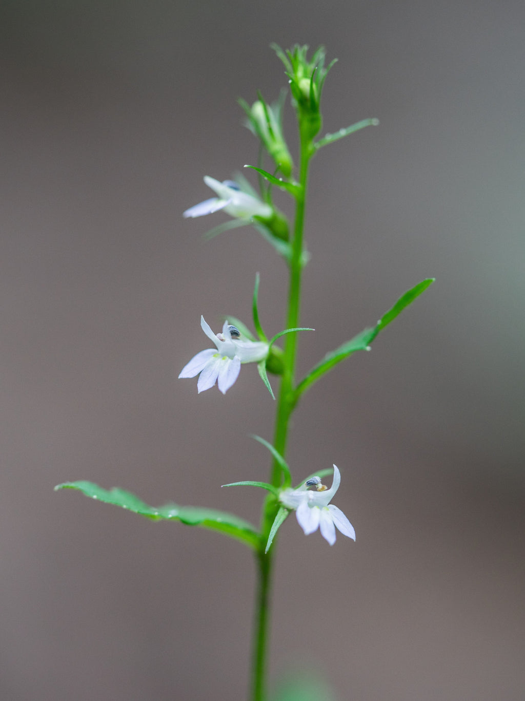 250 Blue INDIAN TOBACCO (Indian Lobelia) Lobelia Inflata Flower Seeds