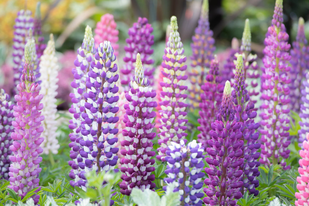 75 Mixed Colors RUSSELL LUPINE (Streamside, Bigleaf, Garden, or Washington Lupine) Lupinus Polyphyllus Flower Seeds