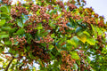 25 JAPANESE RAISIN TREE Edible Fruit Oriental Honey Flowers Hovenia Dulcis Seeds