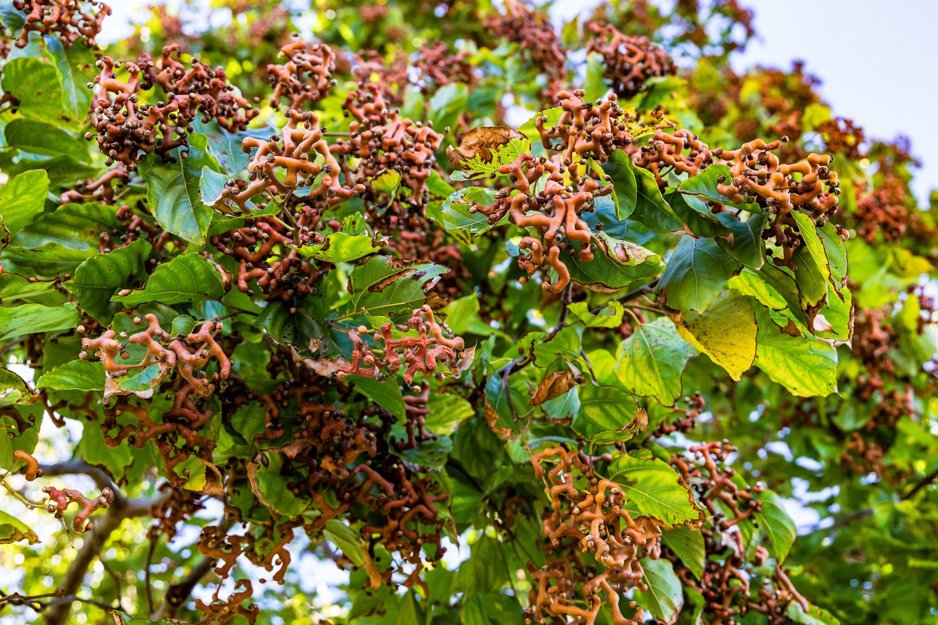 25 JAPANESE RAISIN TREE Edible Fruit Oriental Honey Flowers Hovenia Dulcis Seeds