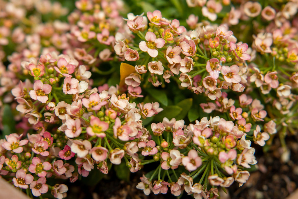 500 Sweet ALYSSUM PASTEL CARPET Mix Lobularia Maritima Flower Seeds