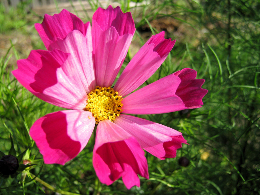 200 COSMOS SEA SHELLS Cosmos Bipinnatus Seashells Flower Seeds