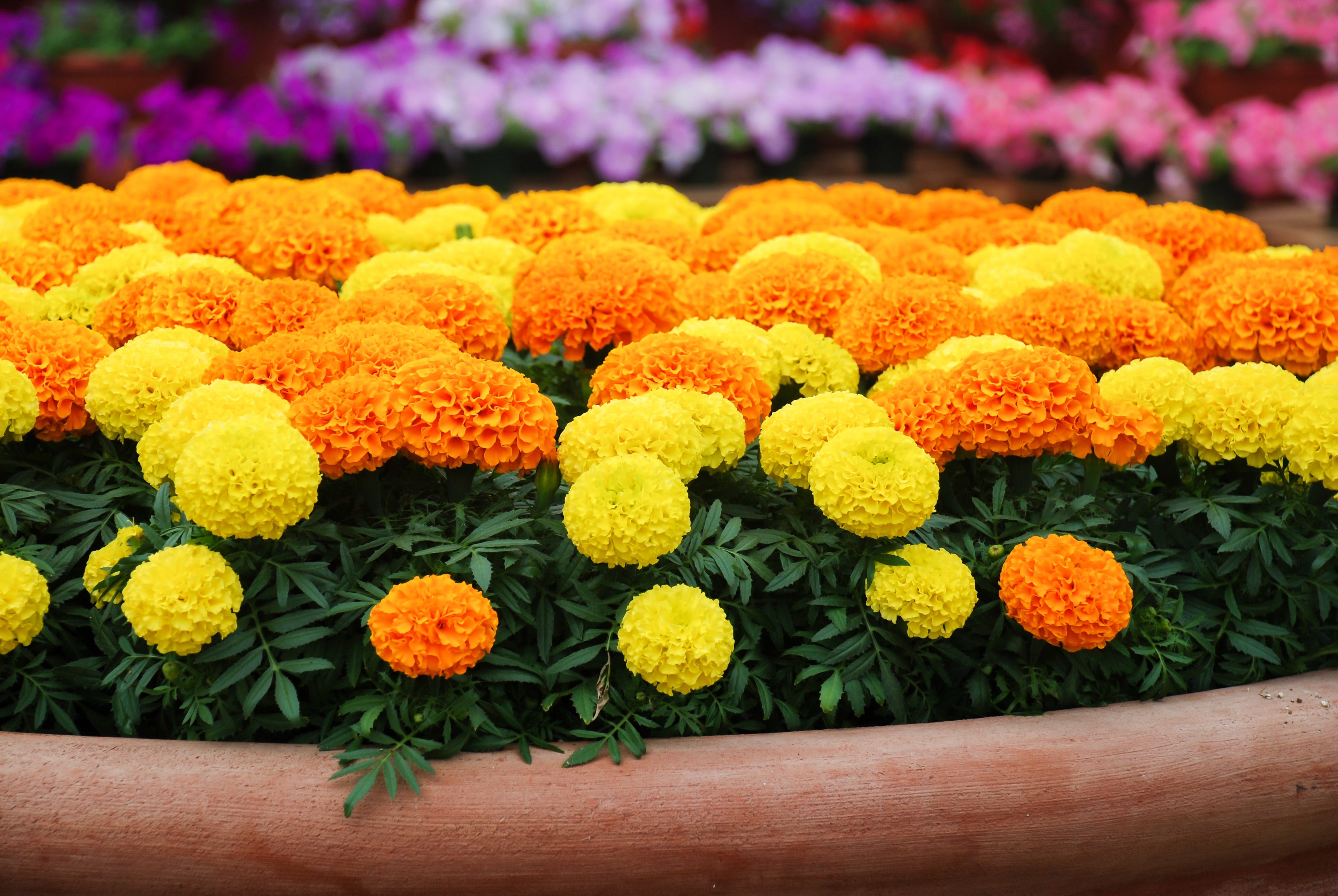 250 AFRICAN MARIGOLD CRACKERJACK Mixed Color Tagetes Erecta Flower Seeds