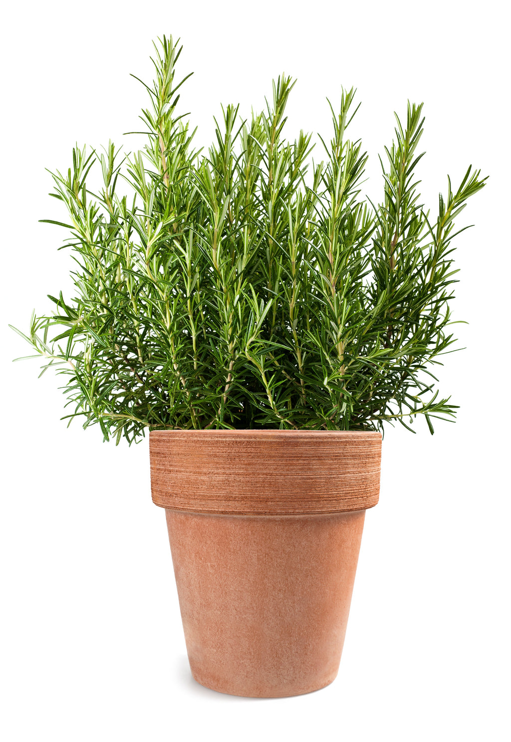 100 ROSEMARY Rosmarinus Officinalis Herb Flower Seeds