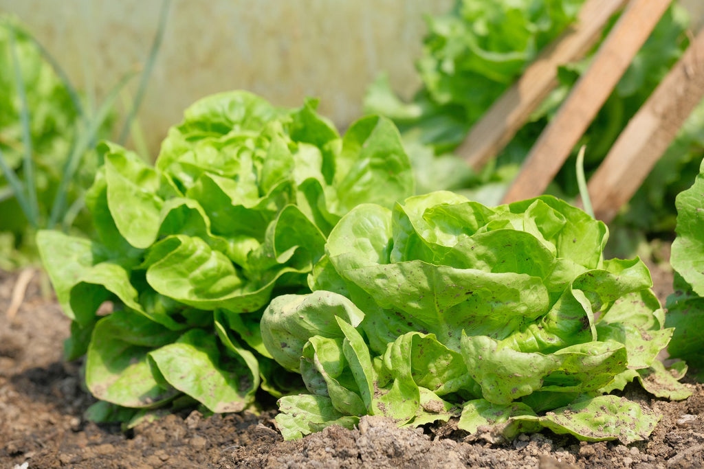 3000 WHITE BOSTON LETTUCE 12" Green Butterhead Lactuca Sativa Vegetable Seeds
