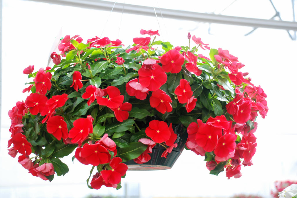 100 DWARF Little MIX PERIWINKLE / Vinca Rosea Flower Seeds