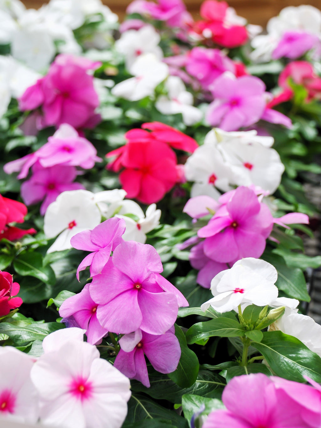 100 DWARF Little MIX PERIWINKLE / Vinca Rosea Flower Seeds