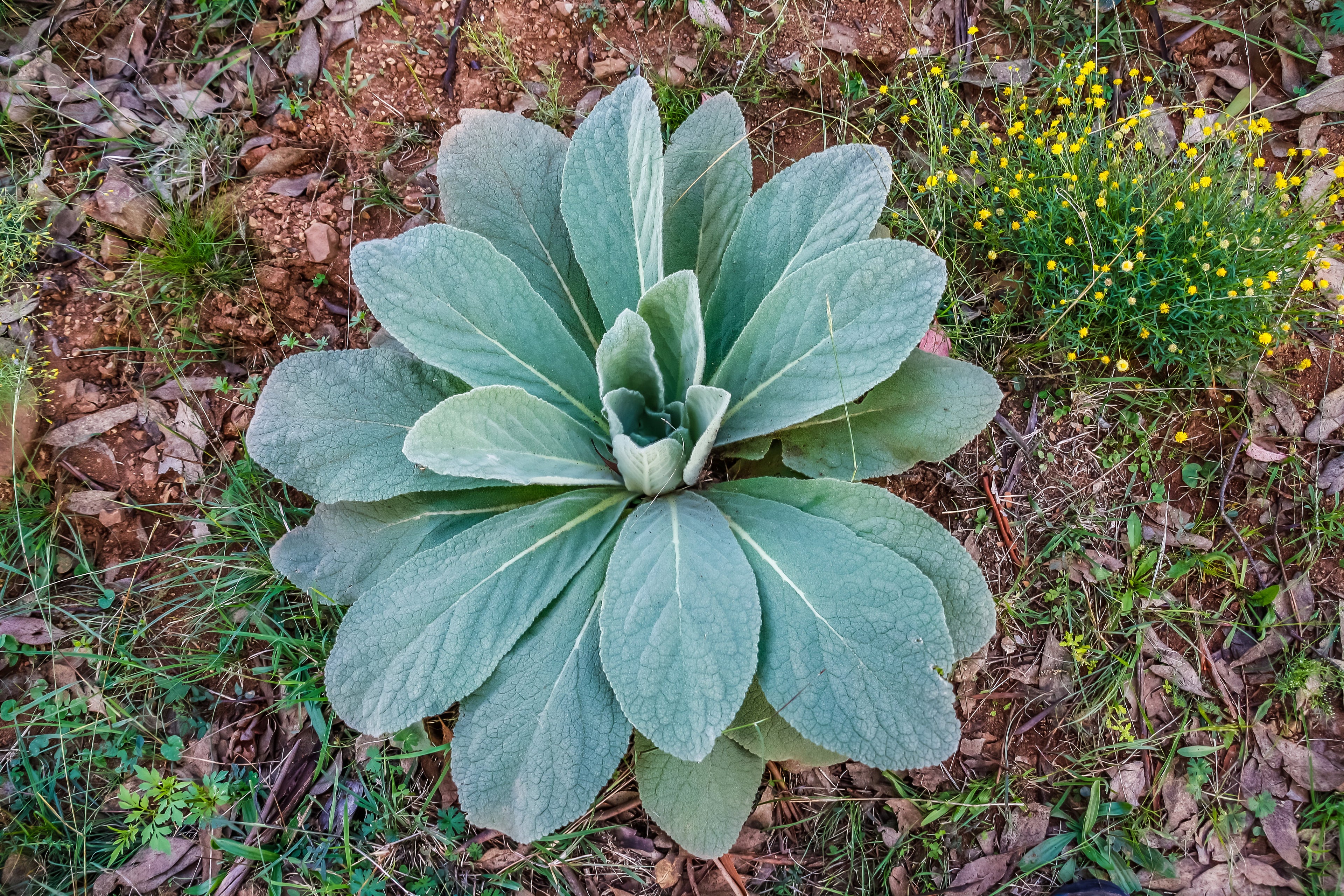 150 YELLOW VERBASCUM Thapsus Common Mullein Flower Herb Seeds