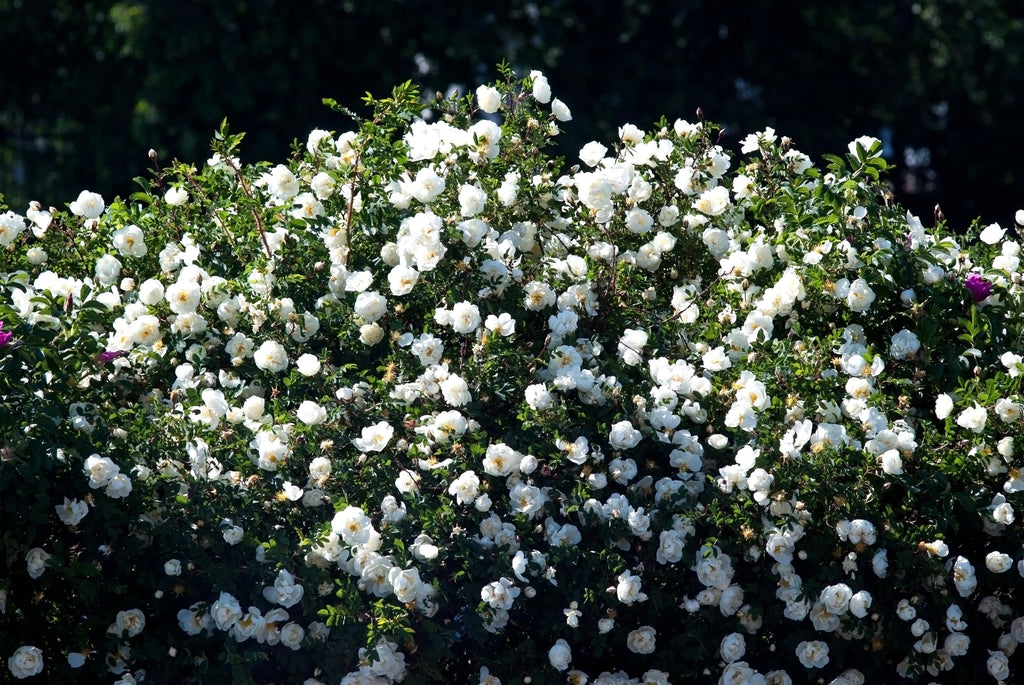 5 WHITE ROSE Rosa Bush Shrub Perennial Flower Seeds