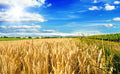 100 Common BARLEY Hordeum Vulgare Grain Grass Cover Crop Beer Seeds
