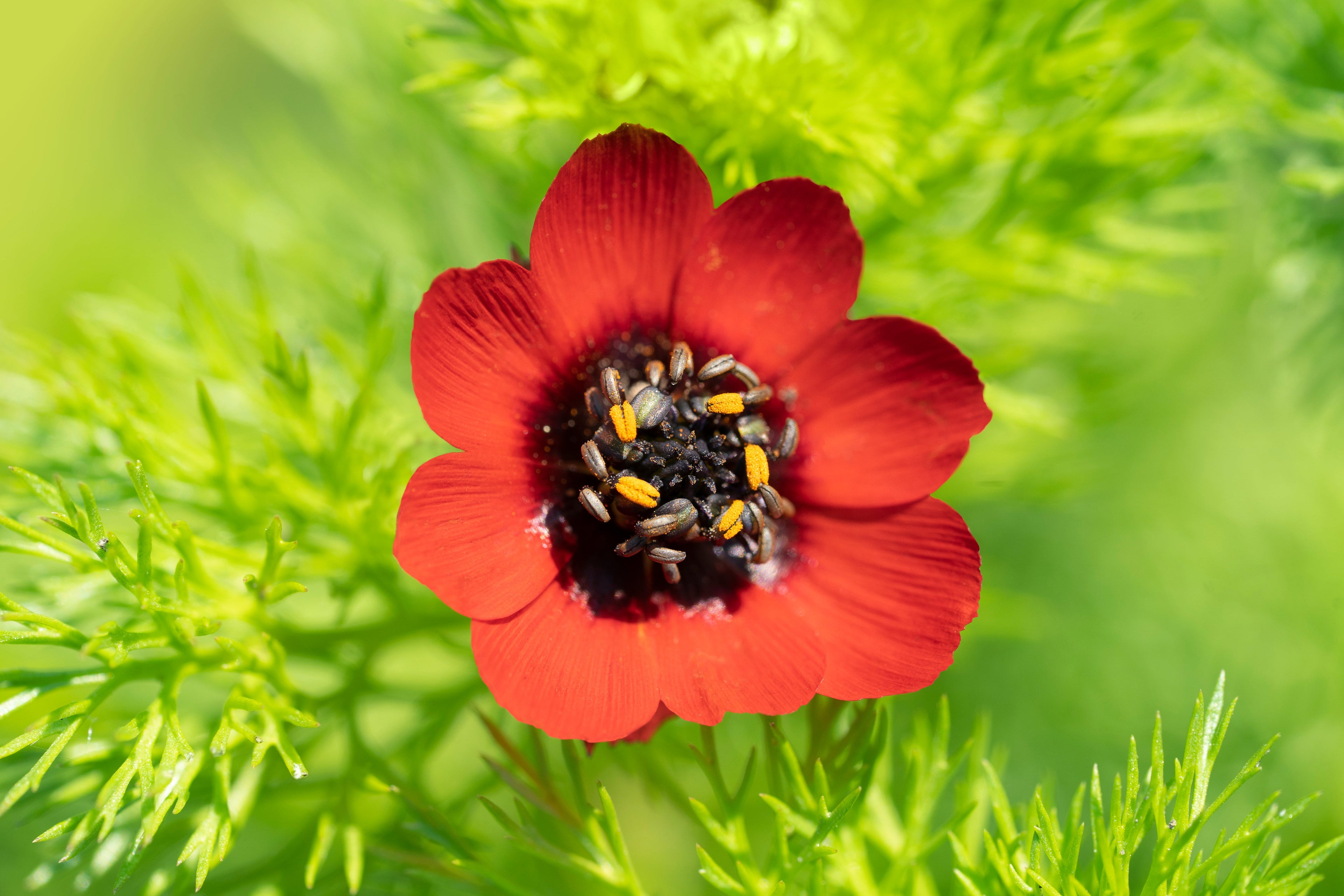 10 ADONIS PHEASANTS EYE Adonis Aestivalis Red & Black Flower Seeds