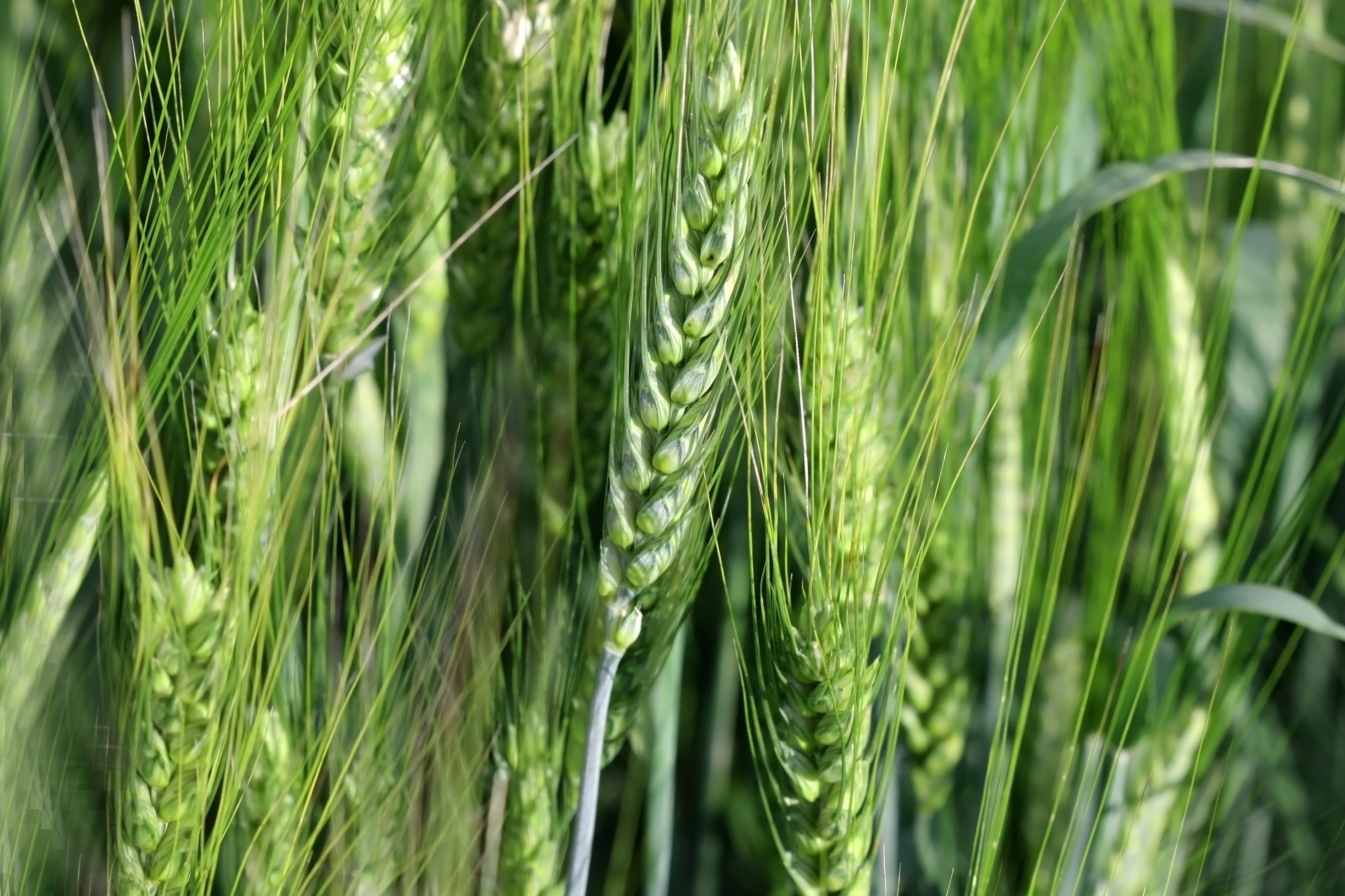 300 Wrens Abruzzi WINTER RYE Secale Cereale Grain Cover Crop Seeds