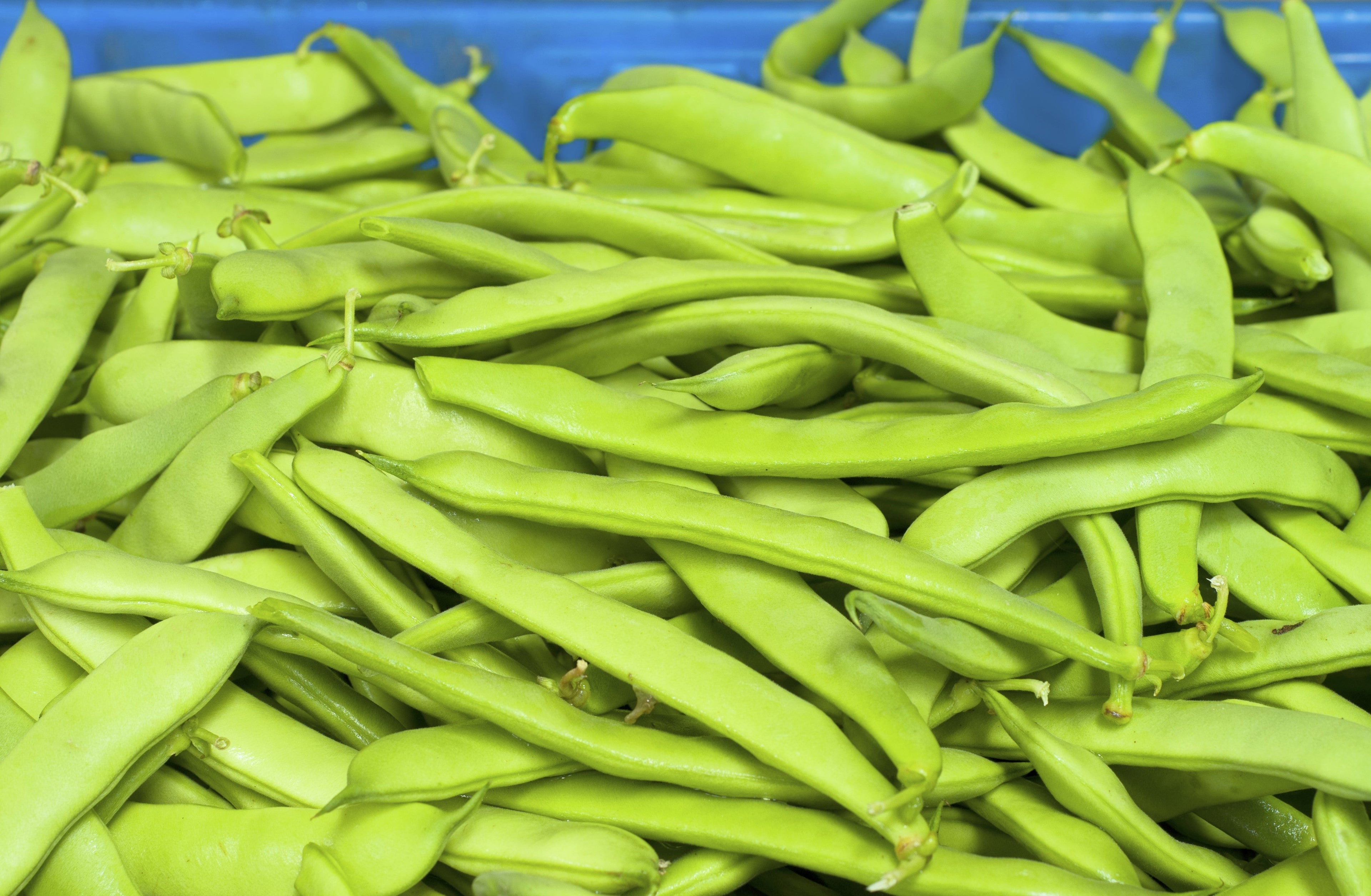 50 ROMANO BUSH BEAN Italian Flat Green Pod Phaseolus Vulgaris Vegetable Seeds