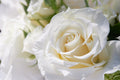 5 WHITE ROSE Rosa Bush Shrub Perennial Flower Seeds
