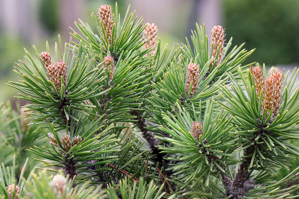 Pin Shrib 25 MUGO PINE Dwarf Evergreen Pinus Pumilio Shrub Seeds – Nate's Garden ...