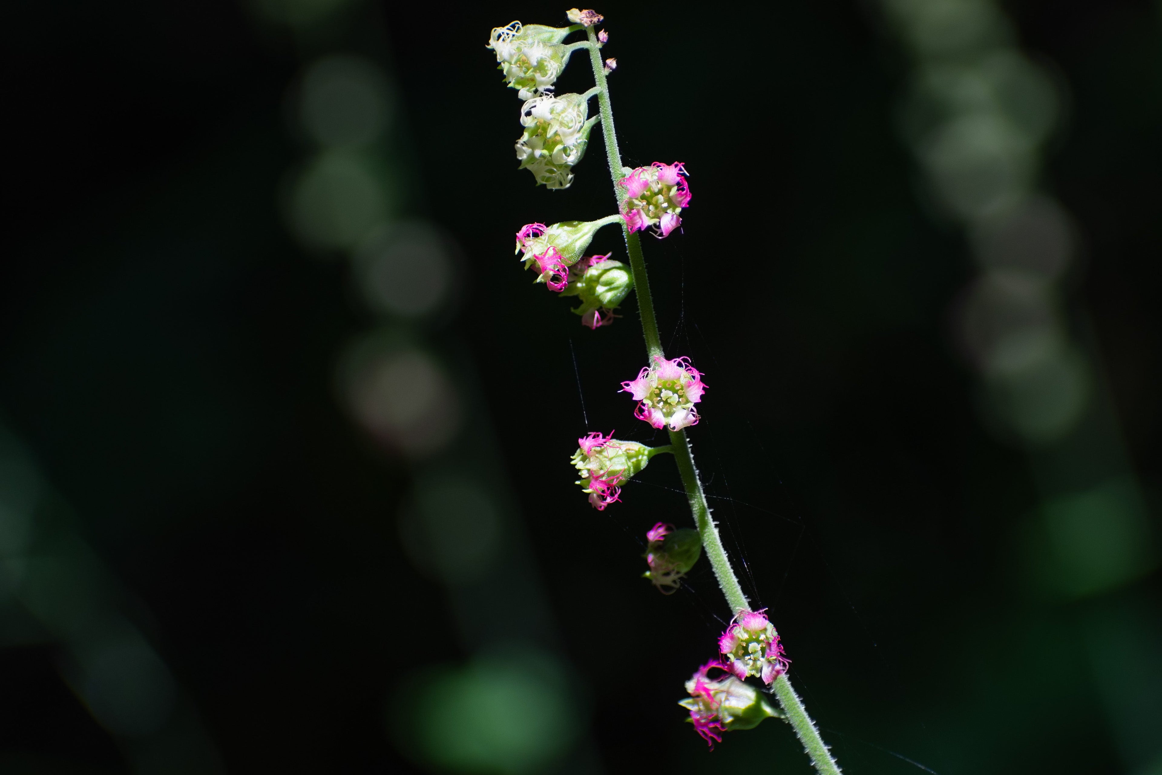 25 FRINGECUP Tellima Grandiflora Odorata Bigflower Fringe Cup Pink Flower Seeds