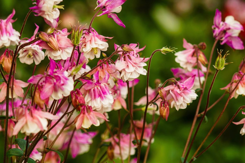 50 ROSE STAR COLUMBINE Aquilegia Caerulea Bicolor Rose Pink & White Flower Seeds