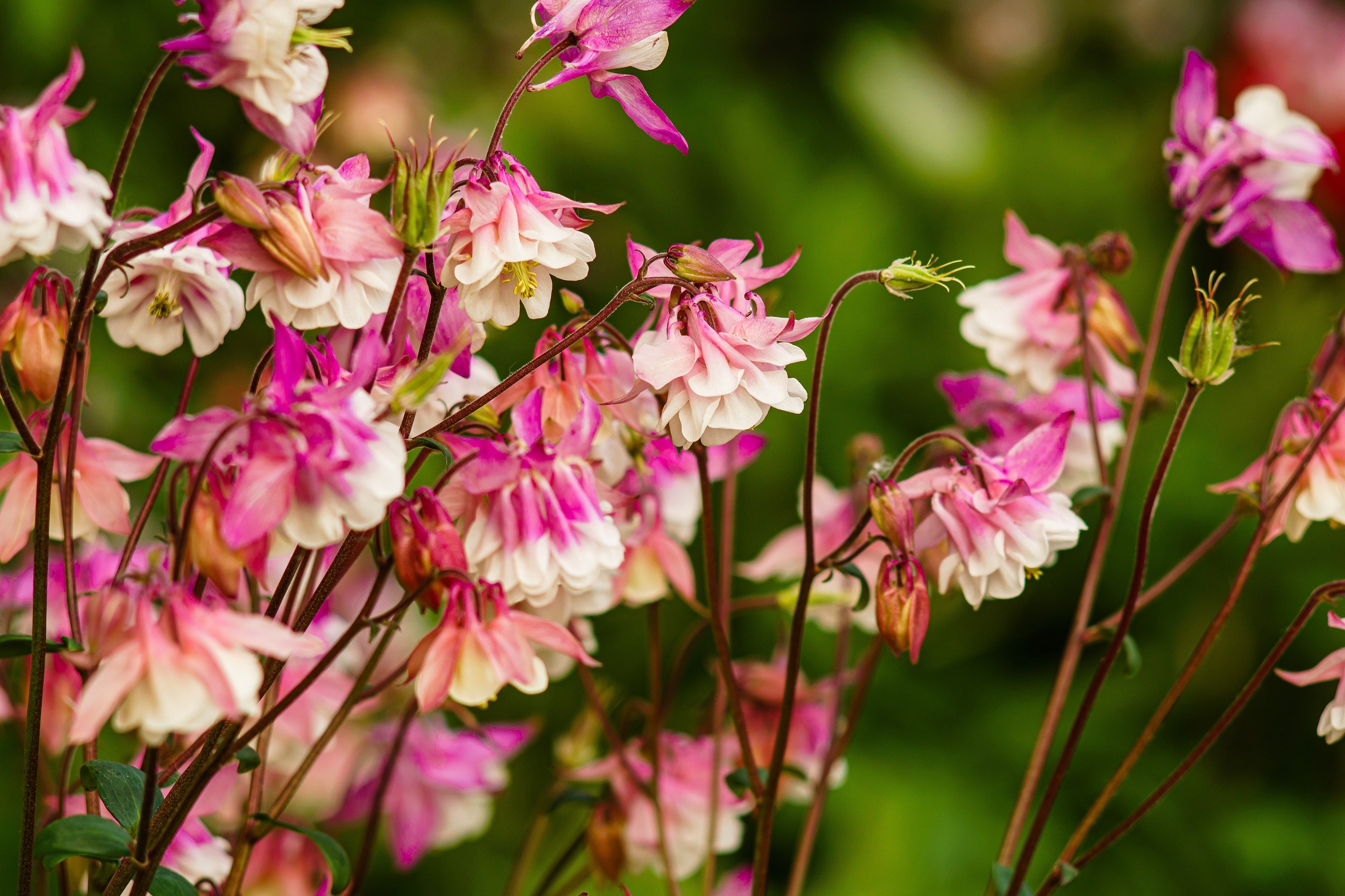 50 ROSE STAR COLUMBINE Aquilegia Caerulea Bicolor Rose Pink & White Flower Seeds