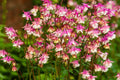50 ROSE STAR COLUMBINE Aquilegia Caerulea Bicolor Rose Pink & White Flower Seeds