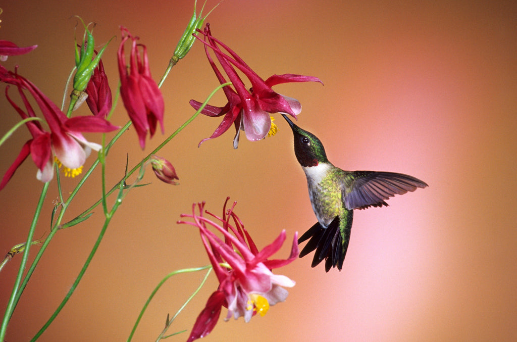 50 MCKANAS GIANT COLUMBINE Mixed Colors Aquilegia Hybrida Flower Seeds