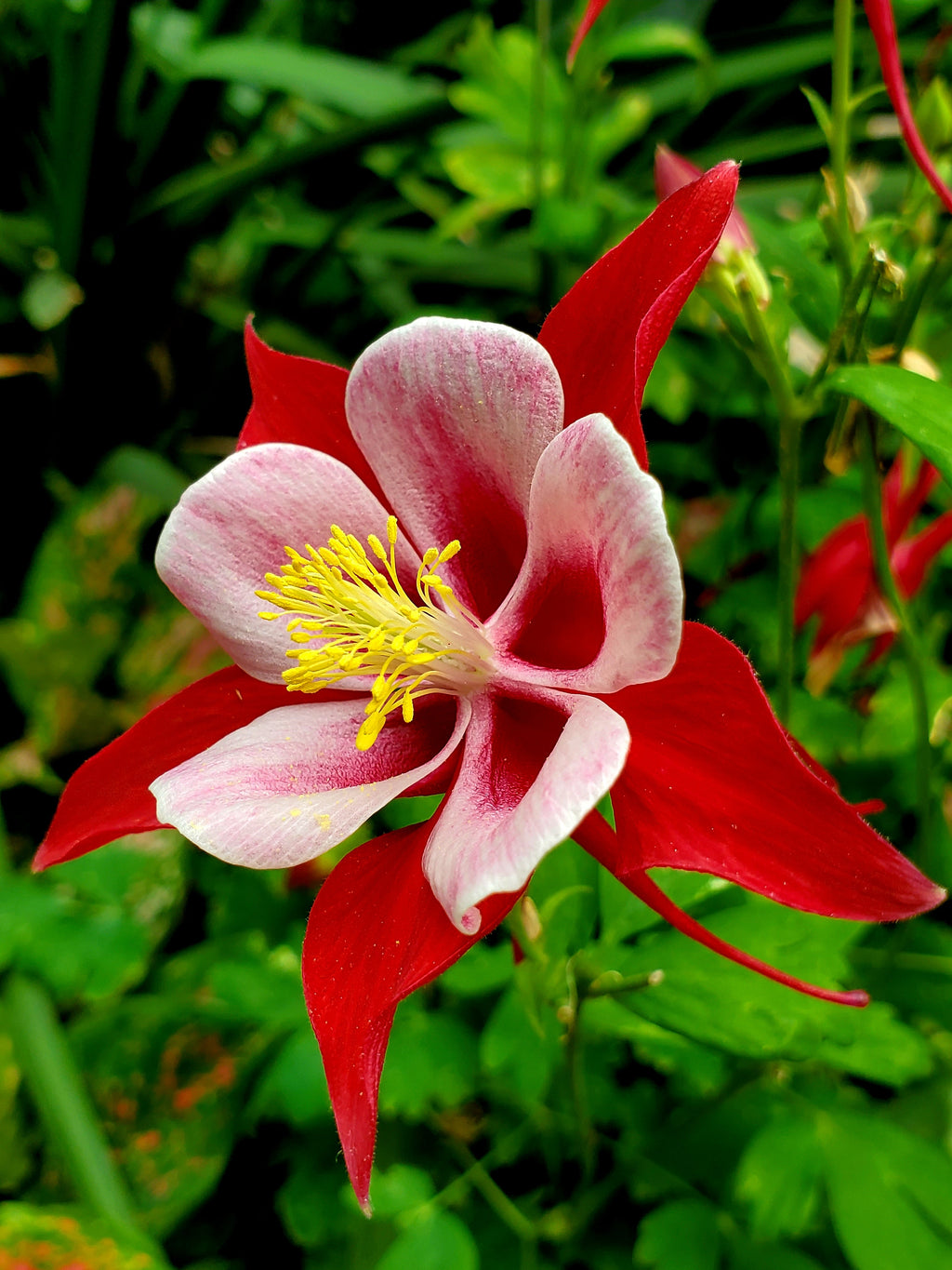 50 MCKANAS GIANT COLUMBINE Mixed Colors Aquilegia Hybrida Flower Seeds