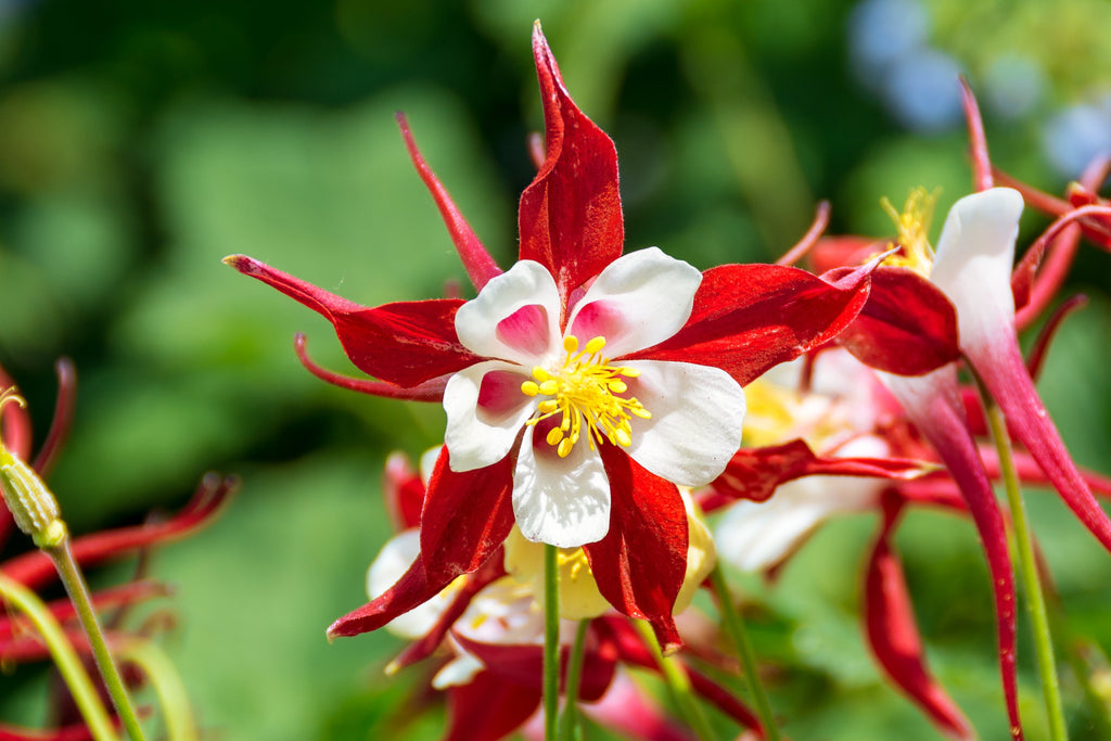 50 MCKANAS GIANT COLUMBINE Mixed Colors Aquilegia Hybrida Flower Seeds