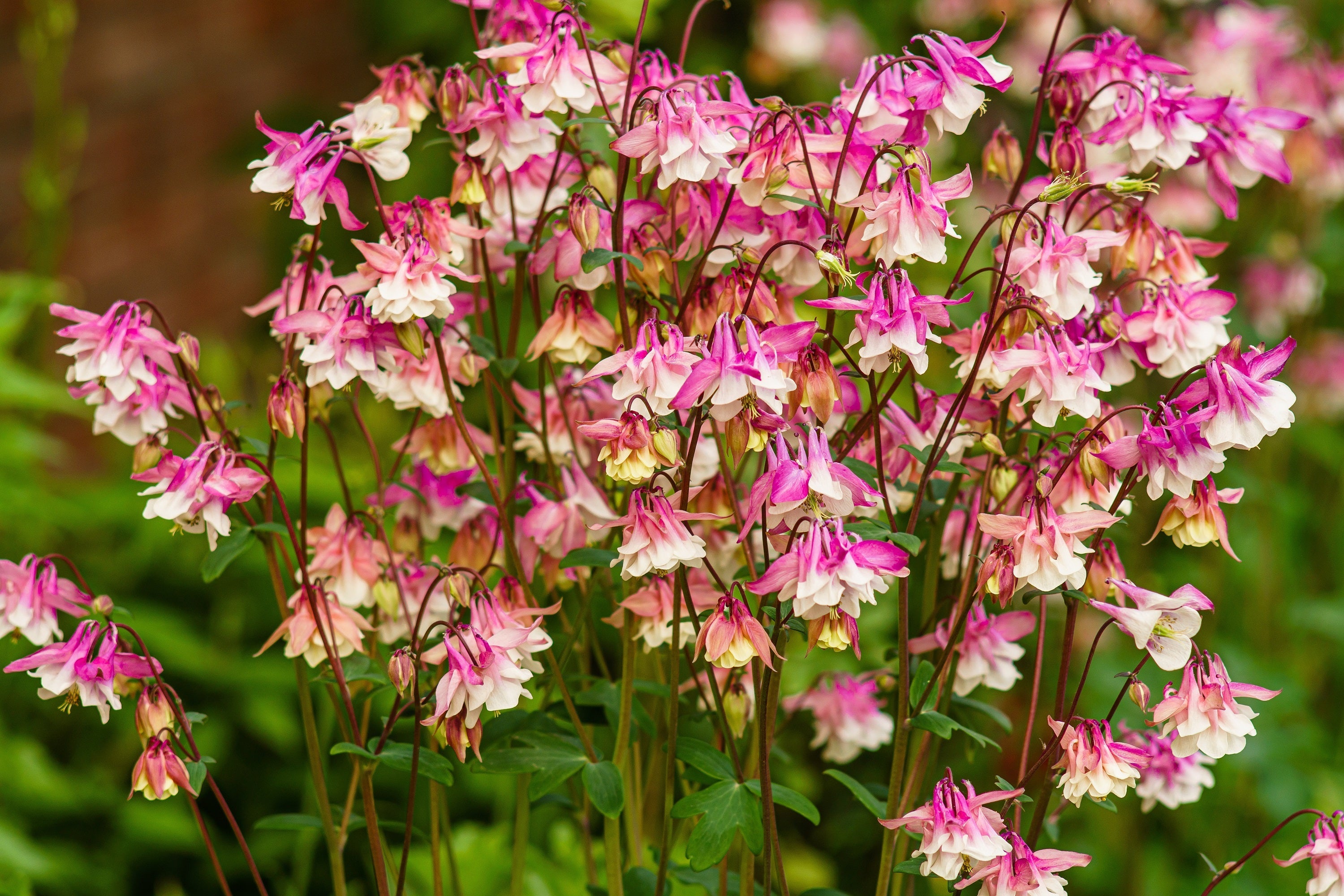 50 MCKANAS GIANT COLUMBINE Mixed Colors Aquilegia Hybrida Flower Seeds