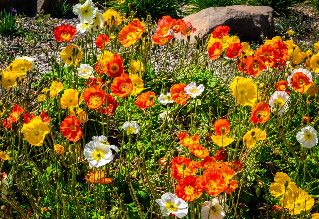 2500 ICELAND POPPY MIX Papaver Nudicaule Mixed Colors Flower Seeds