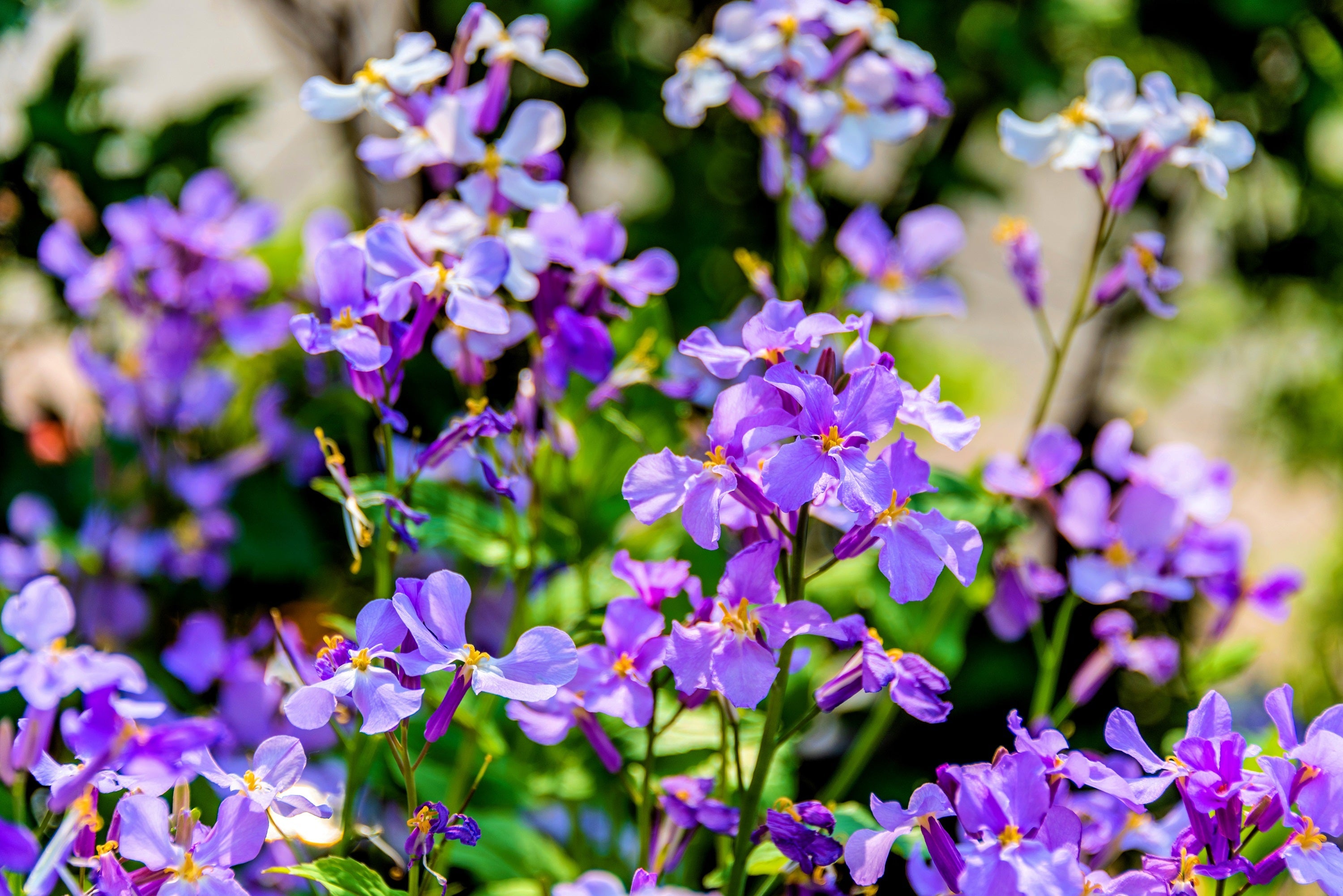 500 Purple FEBRUARY ORCHID Violet Cress Orychophragmus Violaceus 2" Flower Edible Vegetable Seeds