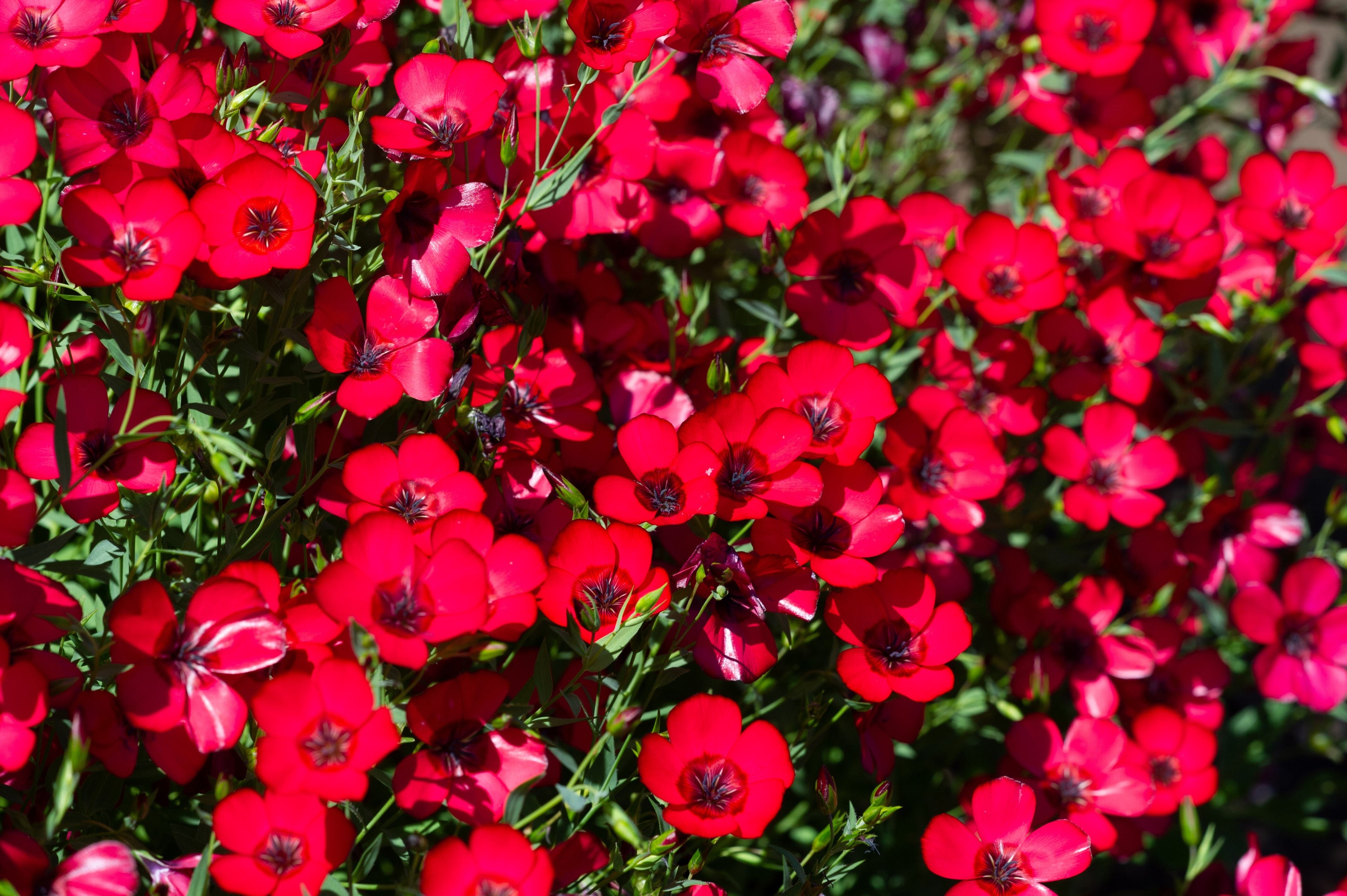 500 Red SCARLET FLAX Linum Grandiflorum Rubrum Flower Seeds