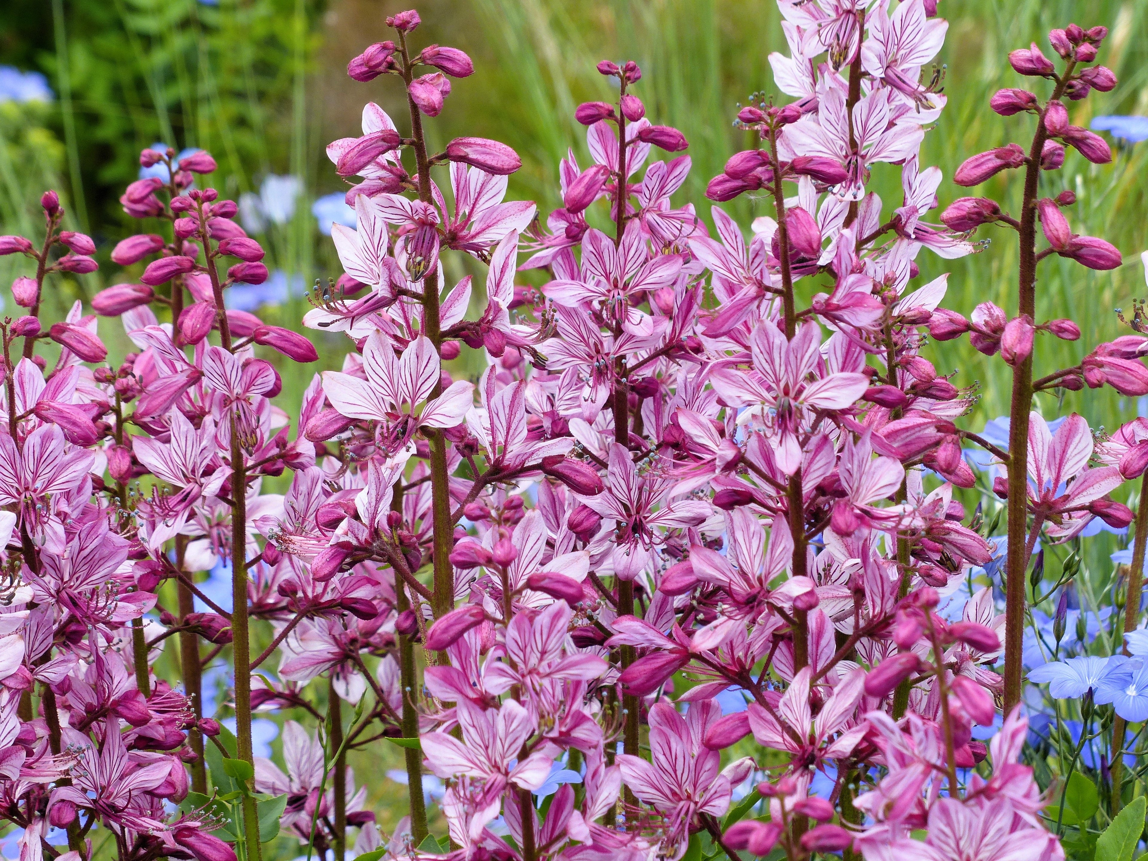 gas plant seeds 10 RED GAS PLANT Fragrant Fire Plant Dictamnus Albus Ruber Flower Seed – Nate's Garden Supply