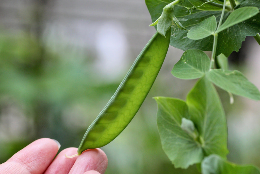 50 Mammoth MELTING SUGAR PEA Stringless Snow Pea Pisum Sativum Vegetable Seeds