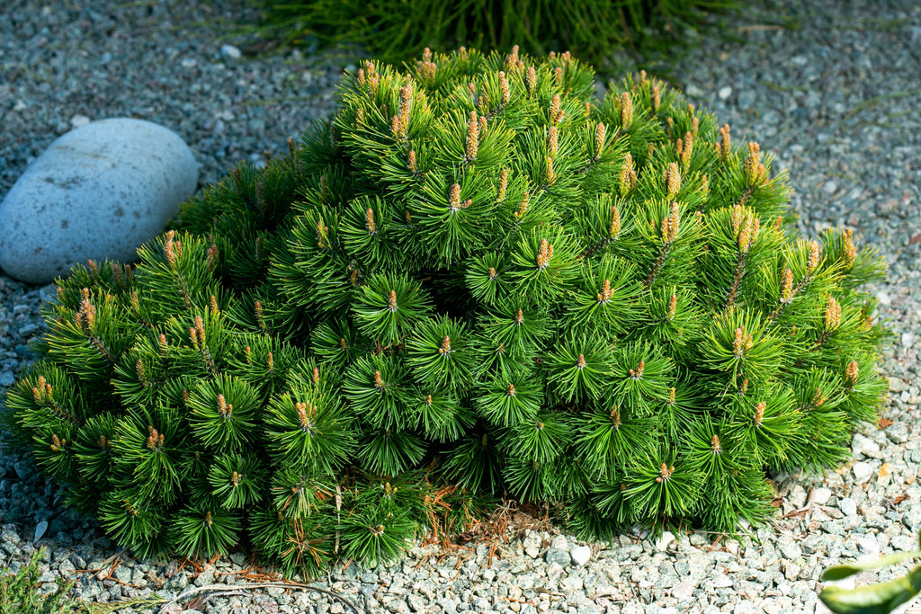 25 MUGO PINE Dwarf Evergreen Pinus Pumilio Shrub Seeds