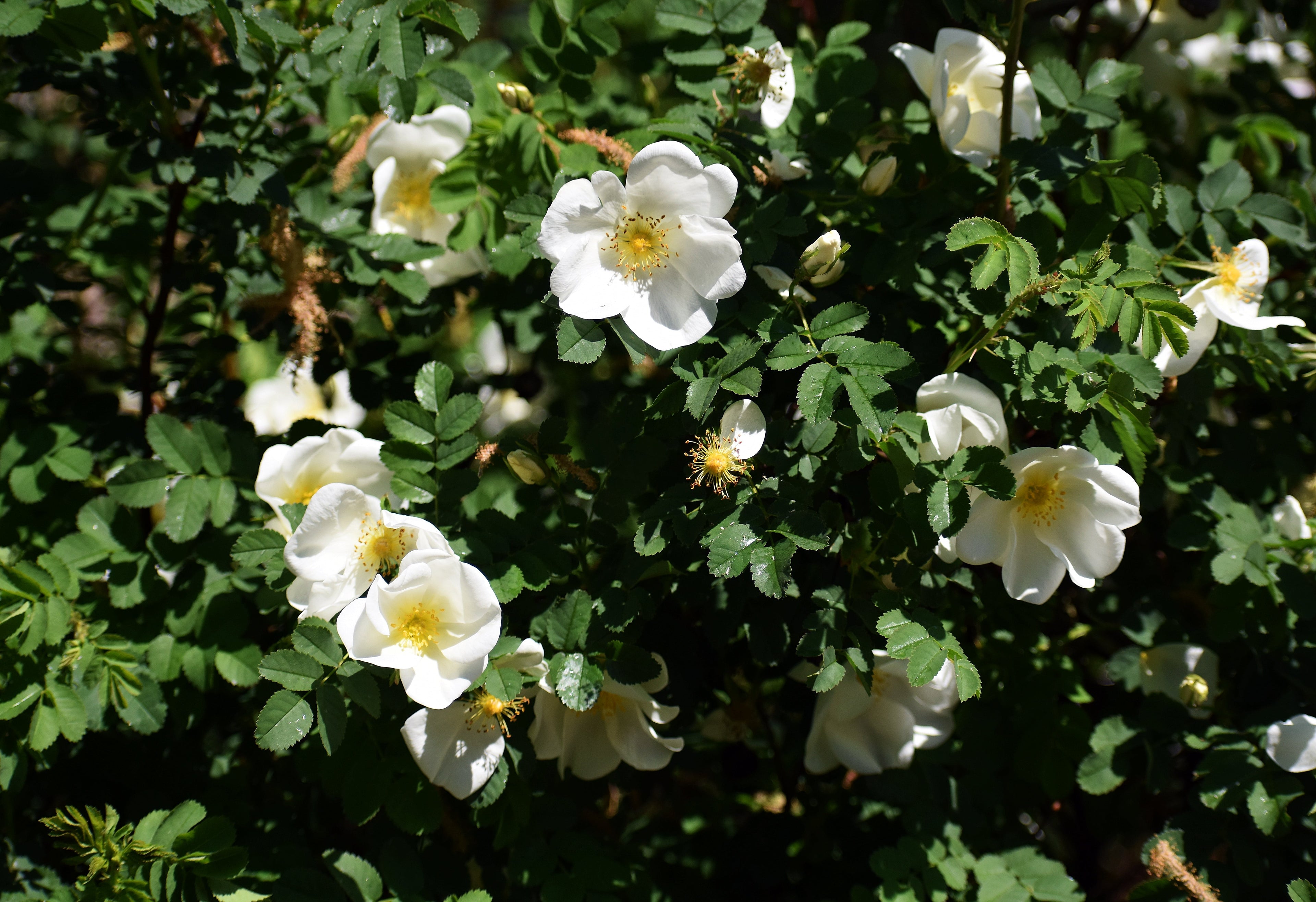10 WHITE JAPANESE ROSE Rosa Rugosa Alba Bush Rugosa Rose Flower Seeds